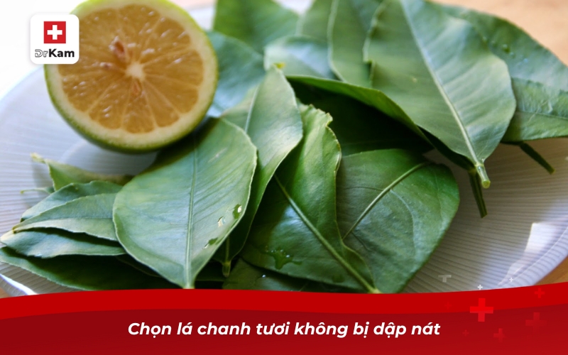 Chọn lá chanh tươi không bị dập nát