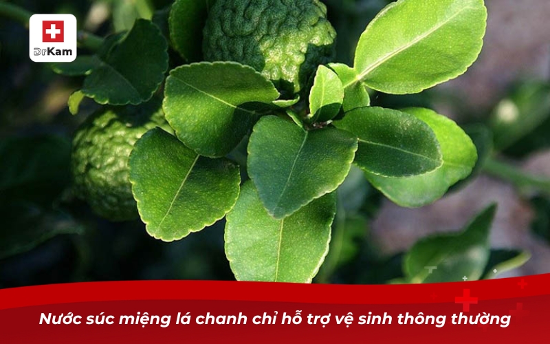 Nước súc miệng lá chanh chỉ hỗ trợ vệ sinh thông thường
