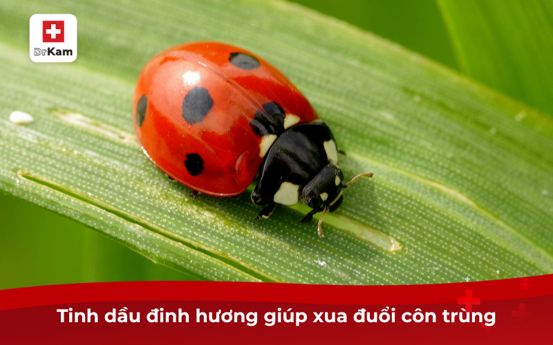 Công dụng và cách sử dụng tinh dầu đinh hương hiệu quả 3 Tinh dầu đinh hương giúp xua đuổi côn trùng