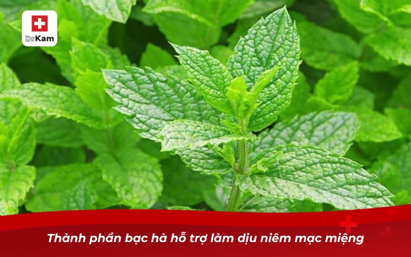 Thành phần bạc hà hỗ trợ làm dịu niêm mạc miệng