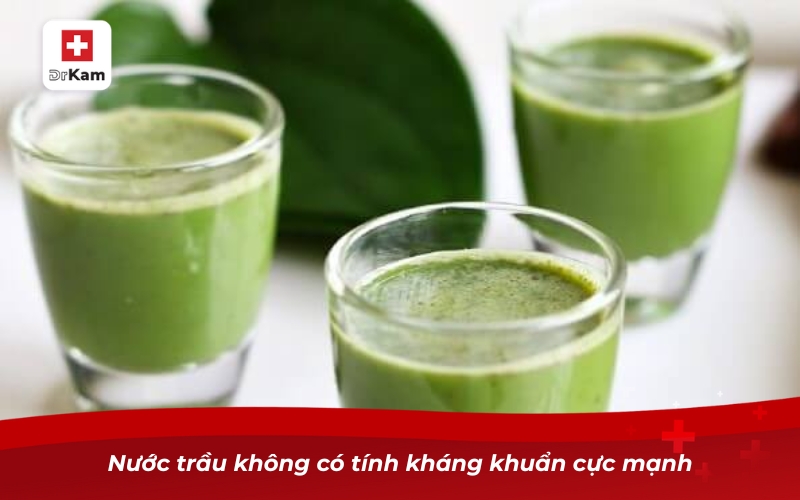 Nước trầu không có tính kháng khuẩn cực mạnh
