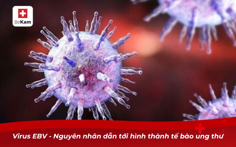 Virus EBV - Nguyên nhân dẫn tới hình thành tế bào ung thư