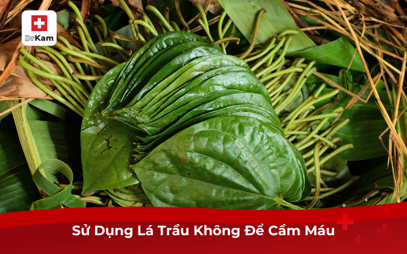 8 Bài Thuốc Dân Gian Chữa Chảy Máu Chân Răng 4 Sử Dụng Lá Trầu Không Để Cầm Máu
