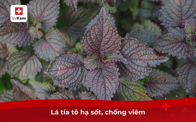 10 mẹo dân gian chữa bệnh chân tay miệng nhanh chóng 4 Lá tía tô hạ sốt, chống viêm
