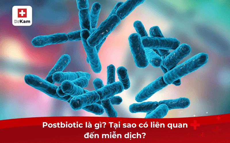 Postbiotic là gì? Tại sao có liên quan đến miễn dịch?