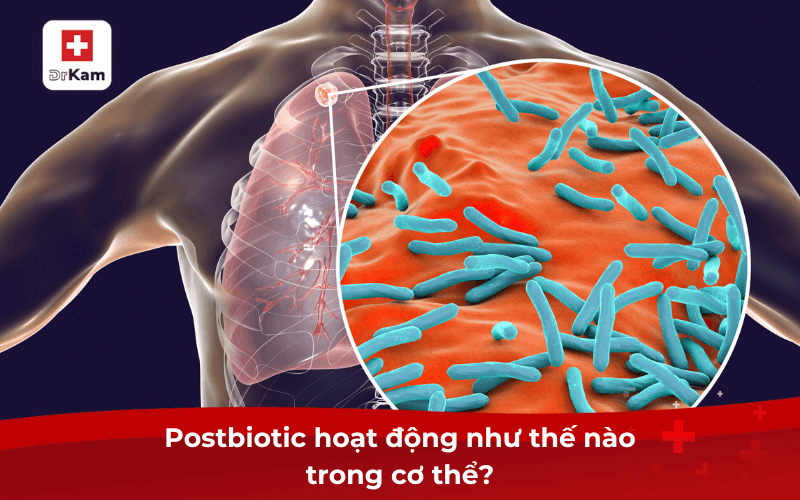 Tìm hiểu postbiotic là gì? Ứng dụng trong chăm sóc sức khỏe 3 Postbiotic hoạt động như thế nào trong cơ thể?