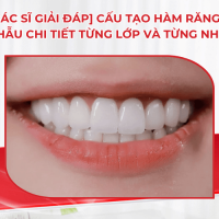 [Bác sĩ giải đáp] Cấu tạo hàm răng: Giải phẫu chi tiết từng lớp và từng nhóm răng