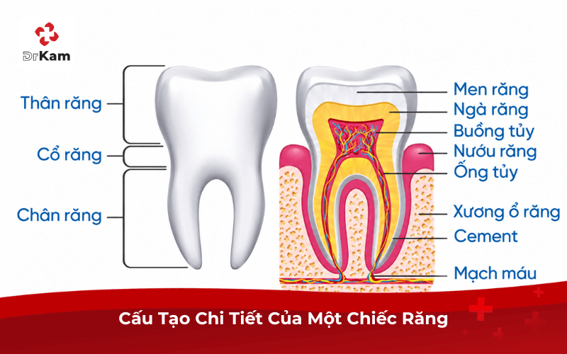 Cấu Tạo Chi Tiết Của Một Chiếc Răng