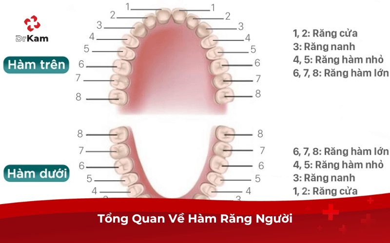 Tổng Quan Về Hàm Răng Người